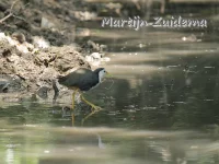 Witborstwaterhoen [Amaurornis phoenicurus leucomelana]